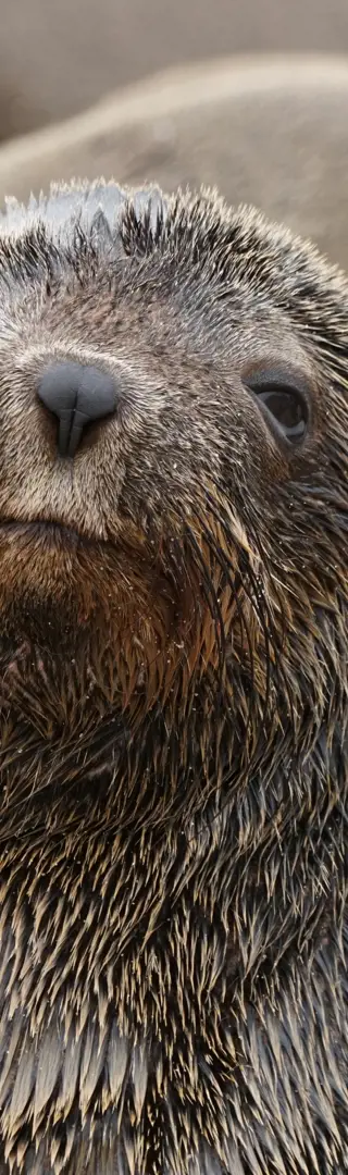 Angekommen im Seelöwenparadies